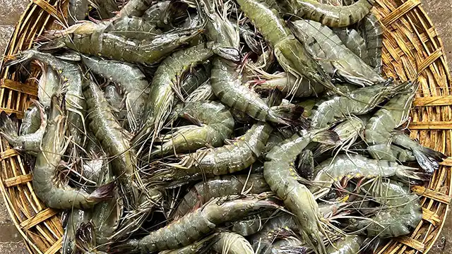 বাগদা চিংড়ী